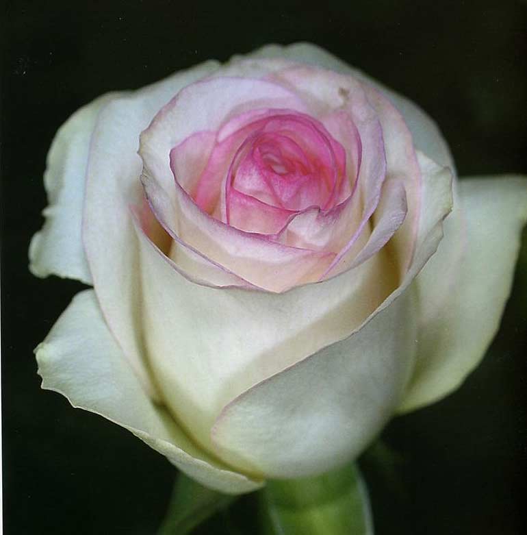 Дольче вита роза фото и описание сорта фото