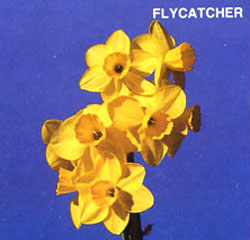 FLYCATHER