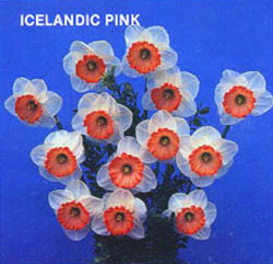 ICELANDIC PINK